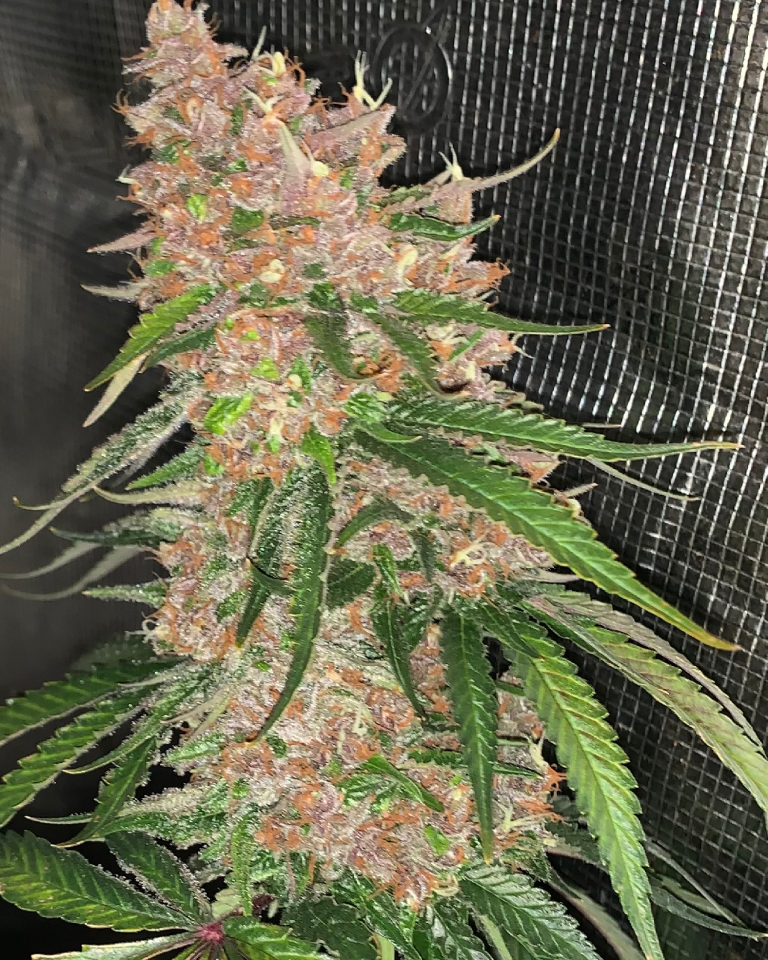 Coco for Cannabis Photo of the Week, OG Kush
